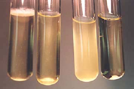 బాబియో గ్లోబల్ మైక్రోబయాలజీ ల్యాబ్స్ కోసం హై-పెర్ఫార్మెన్స్ బ్రెయిన్ హార్ట్ ఇన్ఫ్యూషన్ బ్రూత్‌ను ప్రారంభించింది