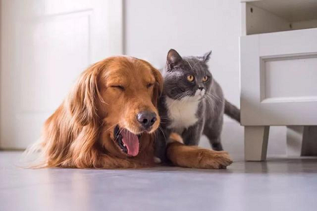 బాబియో పెంపుడు జంతువులలో రాపిడ్ టాక్సోప్లాస్మా యాంటీబాడీ డిటెక్షన్ కోసం TOXO Ab టెస్ట్ కిట్‌ను ప్రారంభించింది