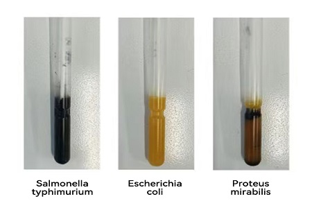 విశ్వసనీయమైన గ్లోబల్ మైక్రోబియల్ నమూనా బదిలీ కోసం BABIO హై-పెర్ఫార్మెన్స్ ట్రాన్స్‌పోర్ట్ మీడియం (SS టైప్)ని ప్రారంభించింది
