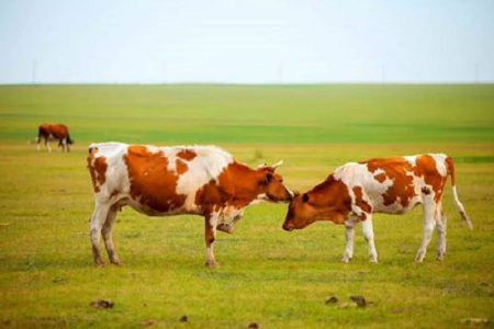 BABIO ఆధునిక పశువుల పెంపకం కోసం హై-సెన్సిటివిటీ బోవిన్ ప్రెగ్నెన్సీ ర్యాపిడ్ టెస్ట్ కిట్ను పరిచయం చేసింది