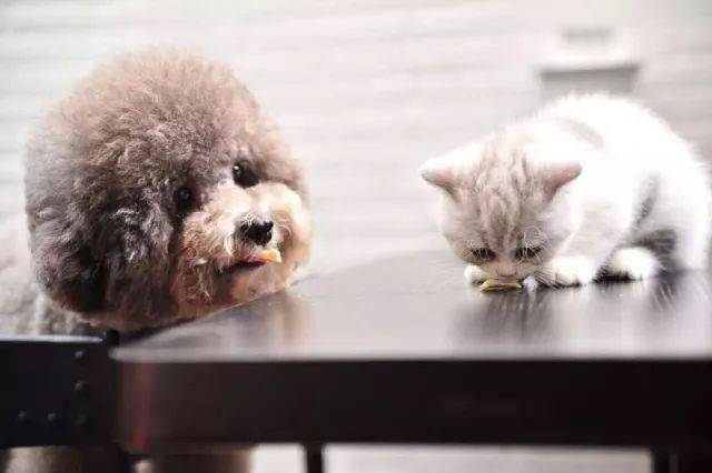 యూరప్, అమెరికా, ఆఫ్రికా మరియు ఆగ్నేయాసియాలో పెరుగుతున్న డిమాండ్‌కు మద్దతుగా BABIO గ్లోబల్-రెడీ పెట్ టెస్ట్ కిట్‌లను ప్రారంభించింది