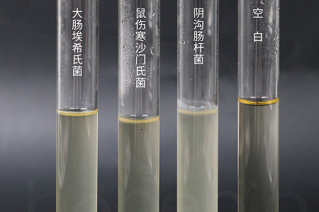 బాబియో బయోటెక్నాలజీ విశ్వసనీయమైన సూక్ష్మజీవుల పెంపకం కోసం హై-పెర్ఫార్మెన్స్ బ్రెయిన్ హార్ట్ ఇన్ఫ్యూషన్ బ్రత్‌ను ప్రారంభించింది